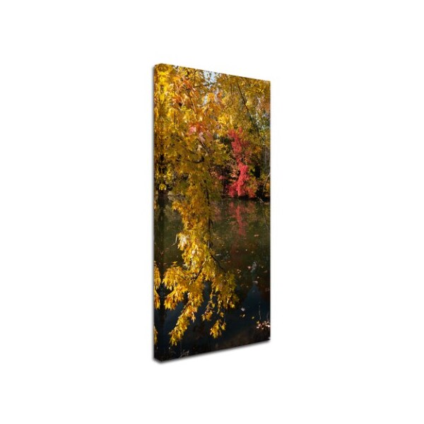 Kurt Shaffer 'Autumn Branches' Canvas Art,24x47